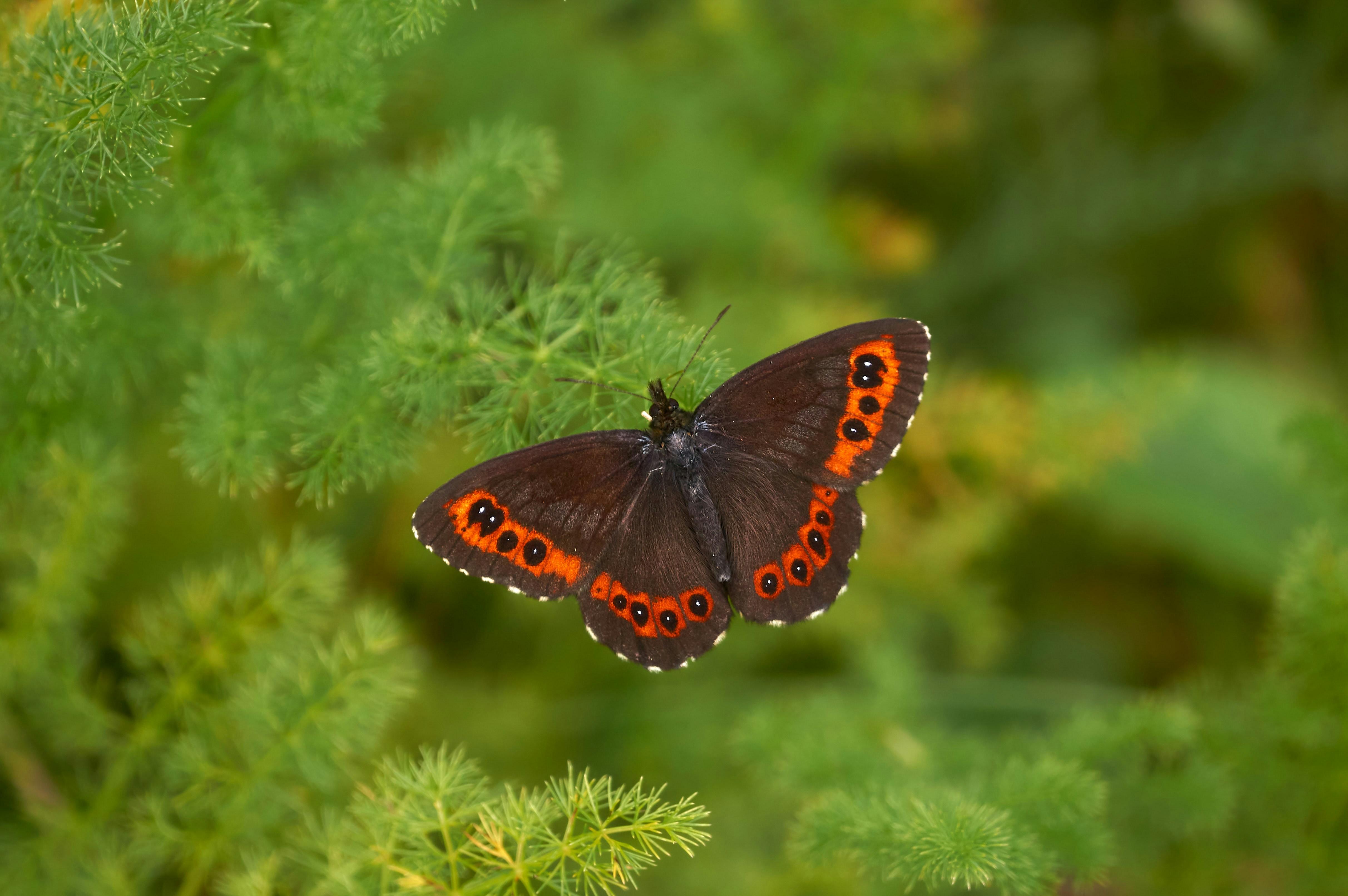 Photo by wolfgang_hasselmann