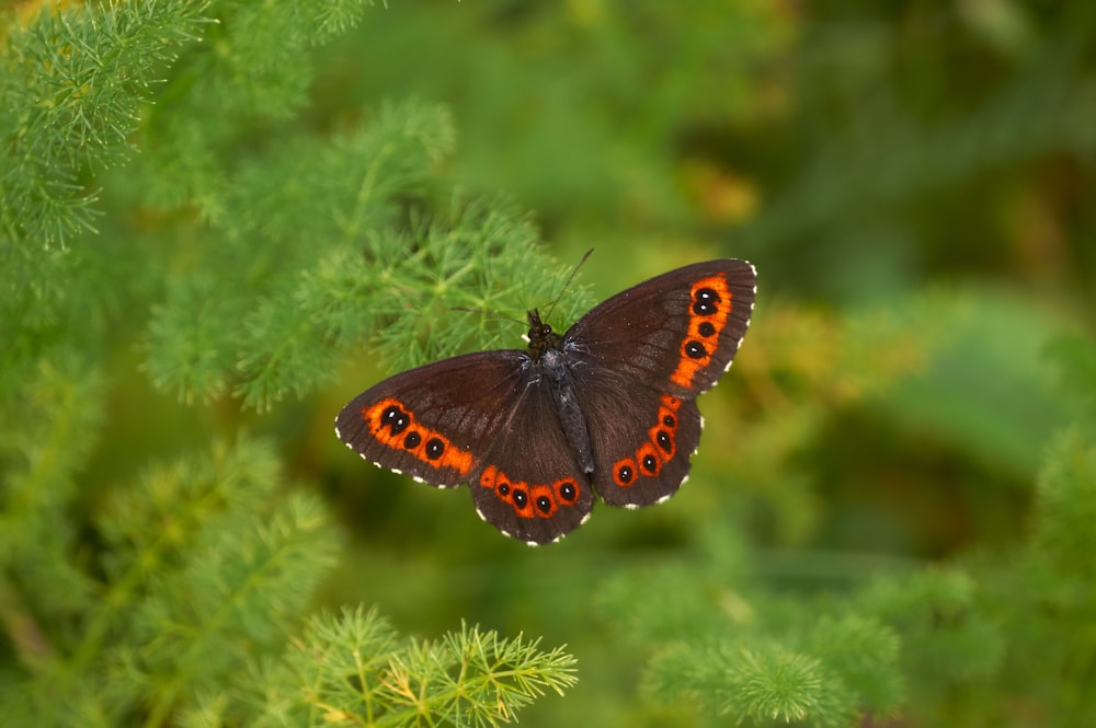 brown and black butterfly perched on green plant during daytime