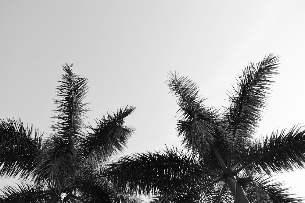 green palm tree under white sky