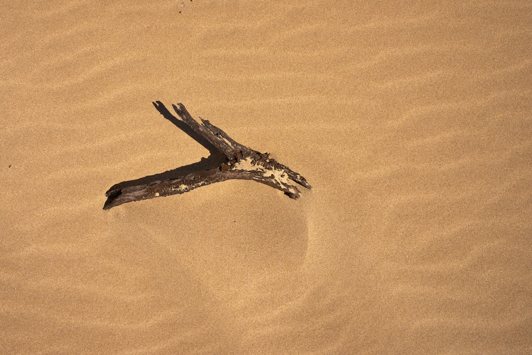 brown tree branch on brown sand