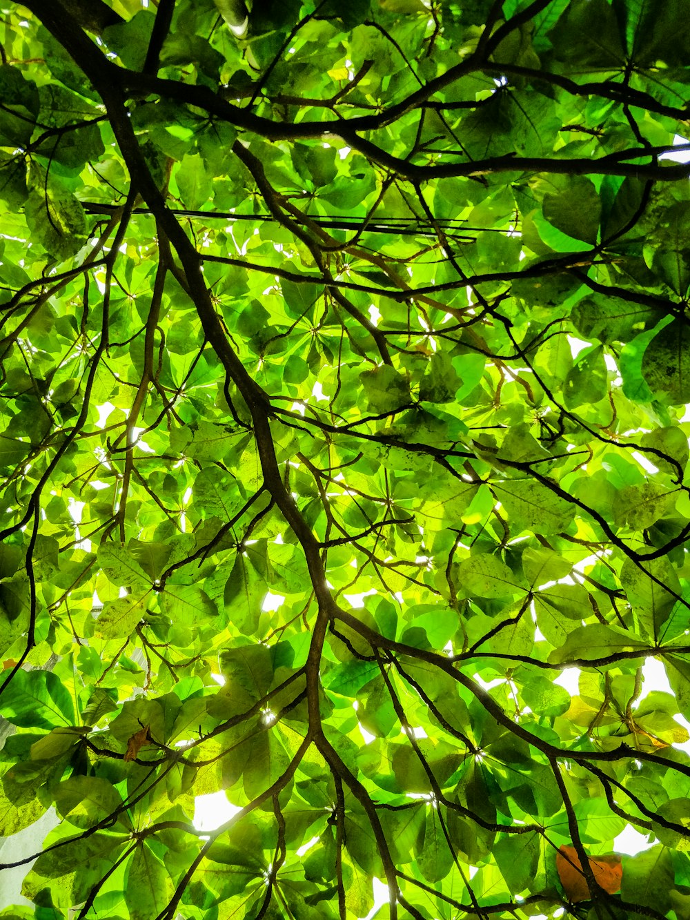 foglie verdi su ramo d'albero marrone