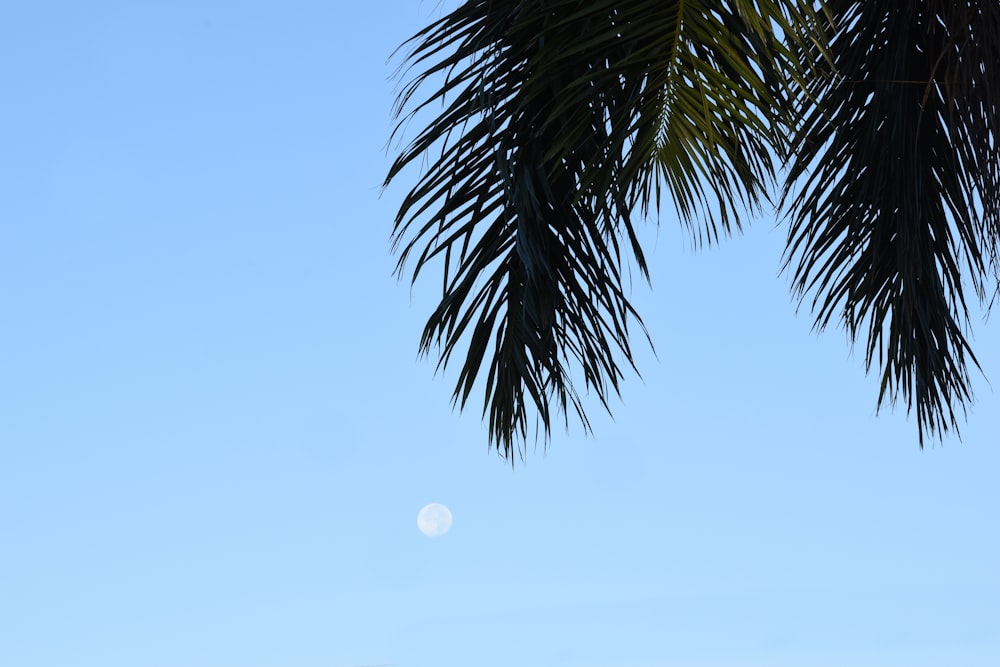 green palm tree under blue sky during daytime