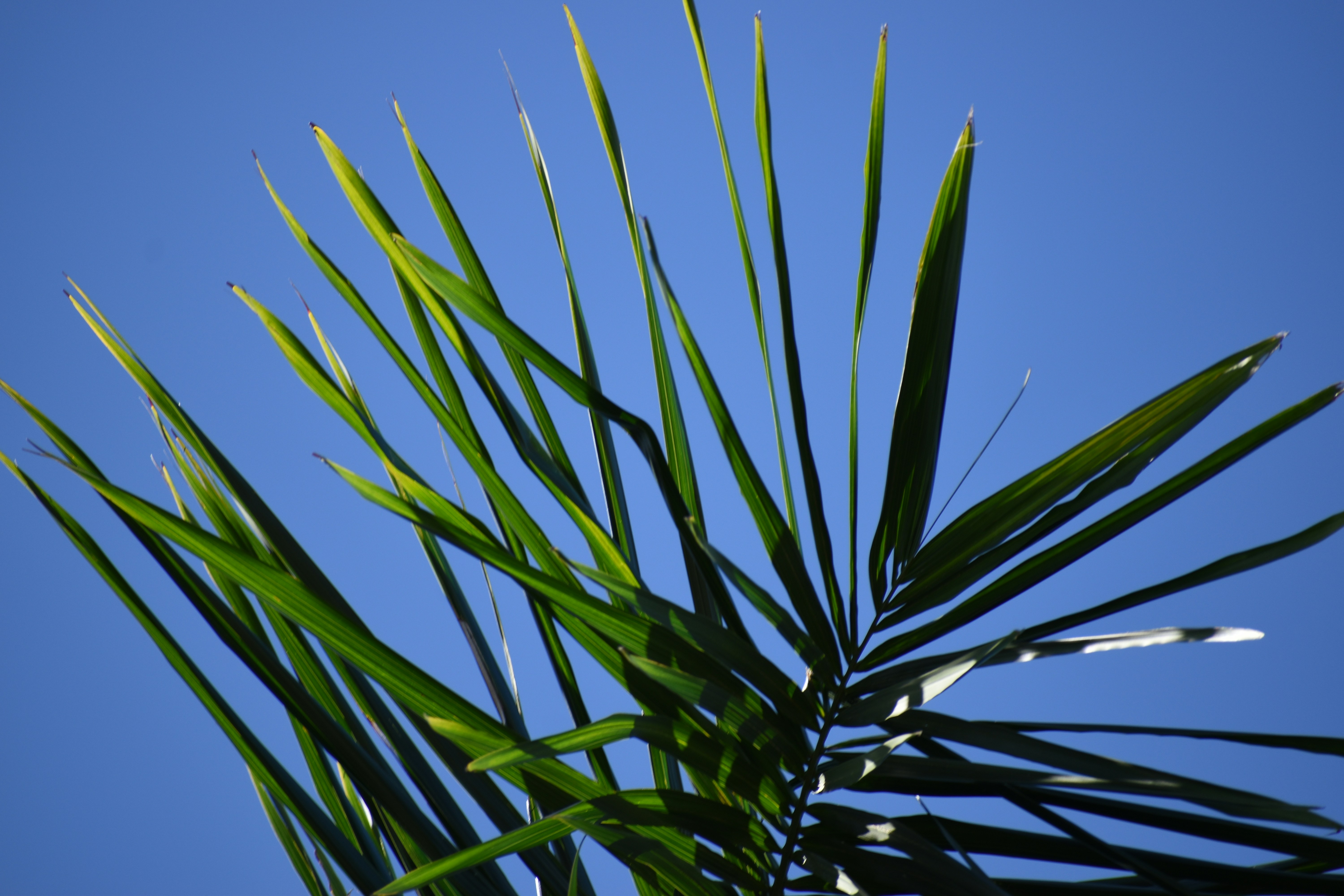 green palm tree under blue sky during daytime