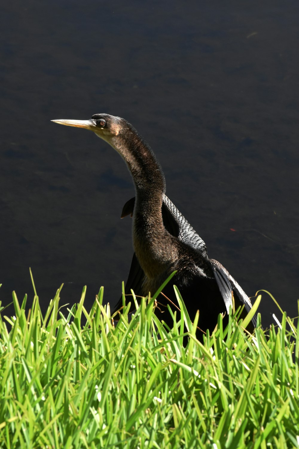 black and white bird on green grass