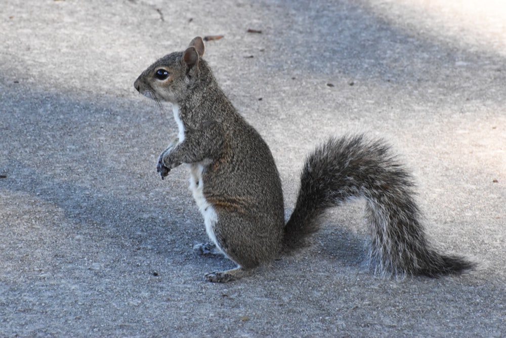 brown squirrel on gray concrete floor