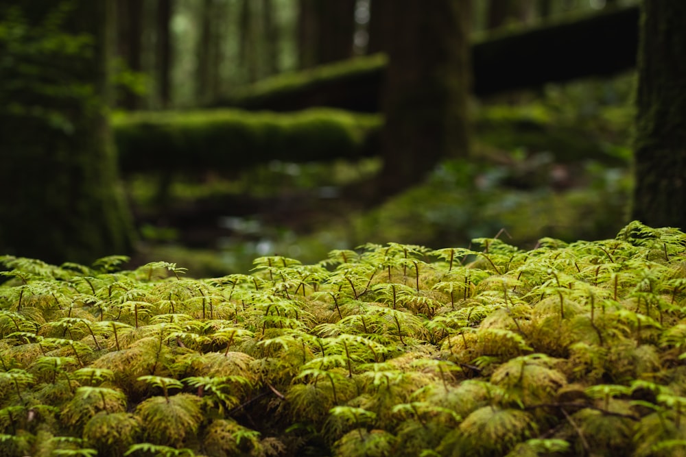 green moss on brown tree trunk