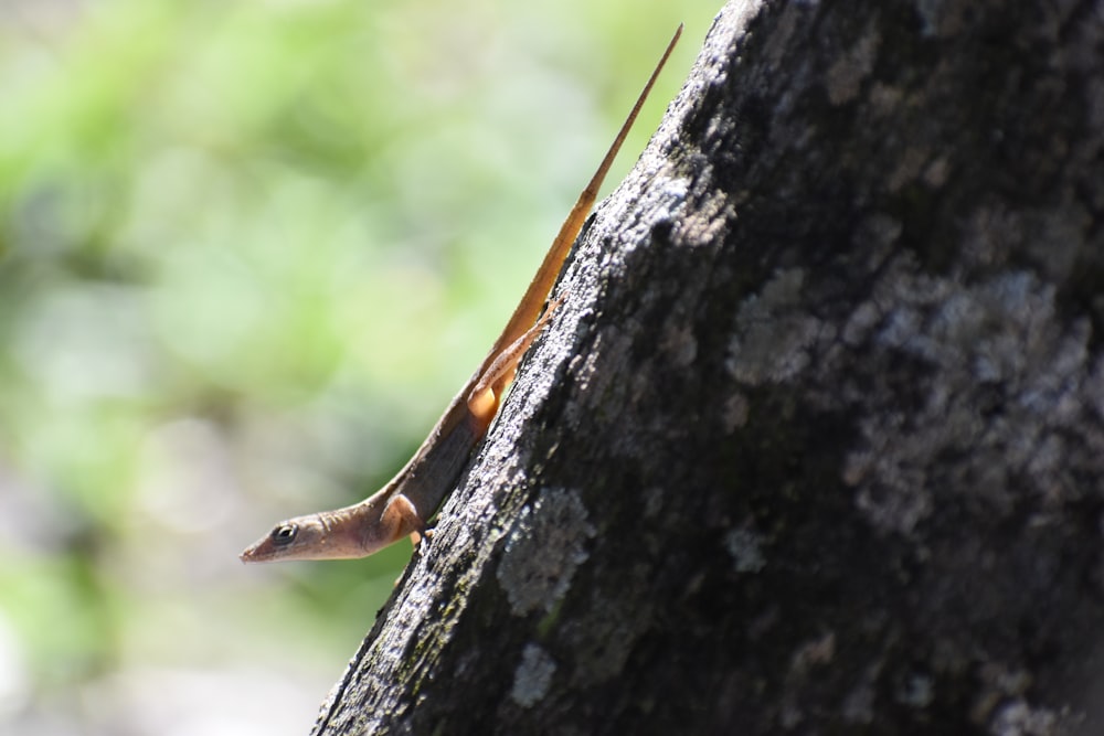 brown and white lizard on brown tree trunk