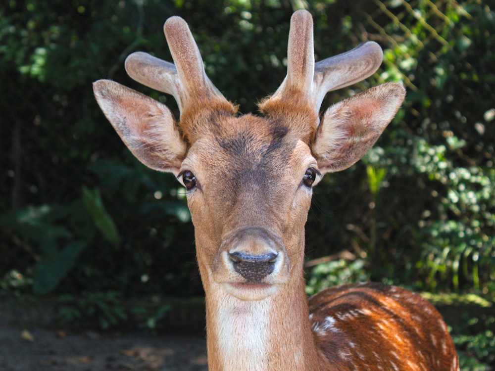 brown deer standing on brown soil during daytime