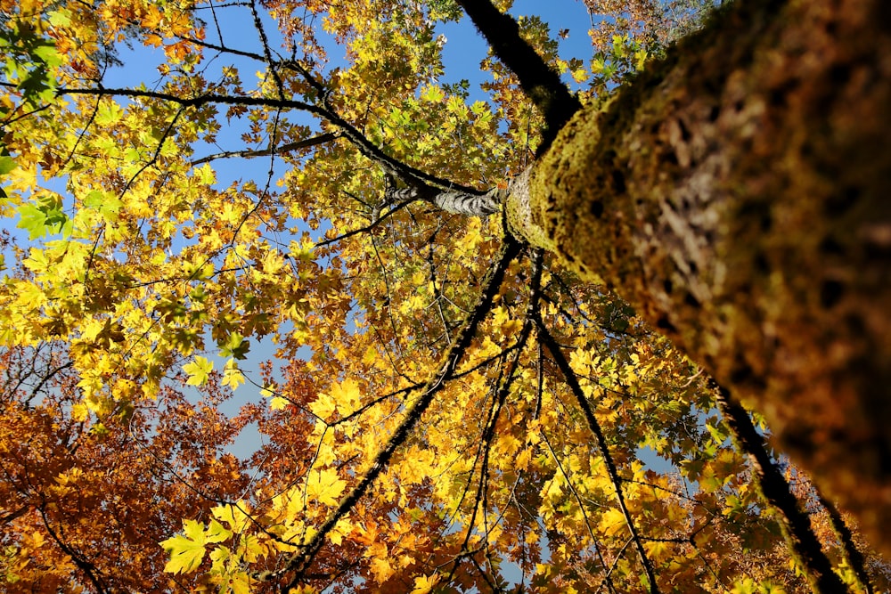 yellow and green leaves tree