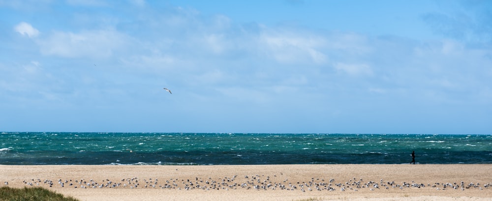 bird flying over the sea during daytime