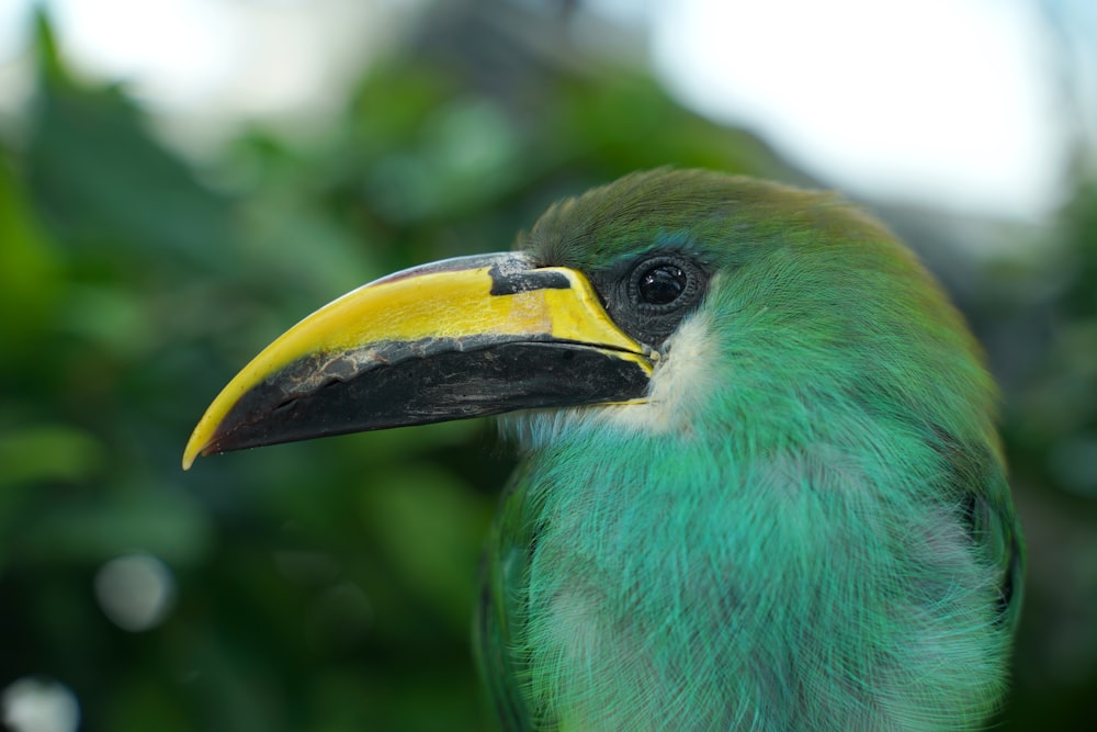 green yellow and black bird on tree branch