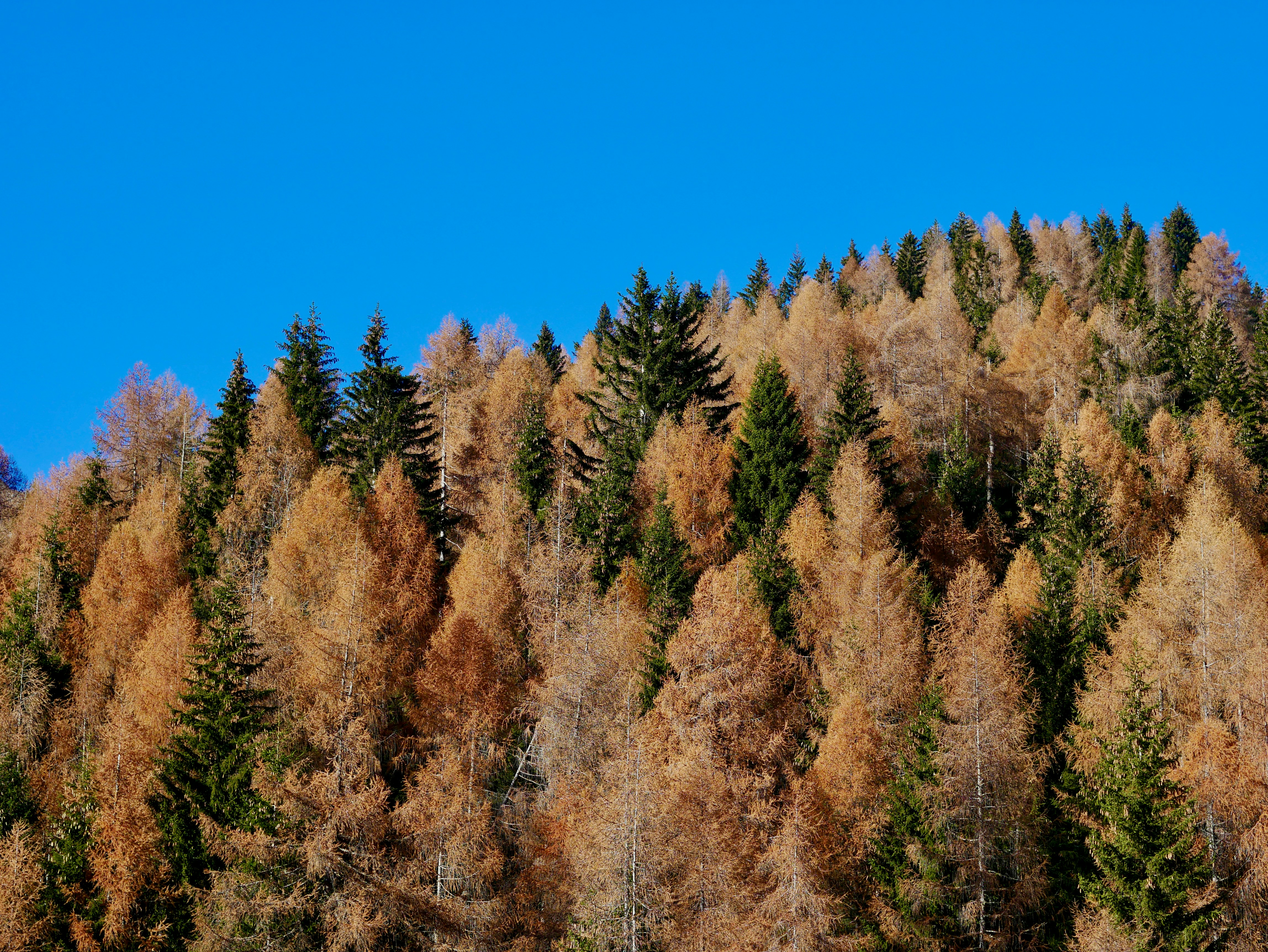 brown trees under blue sky during daytime