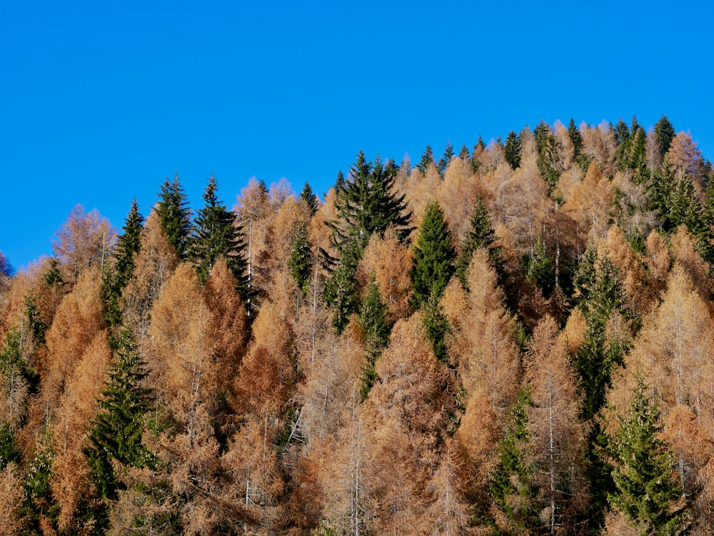 brown trees under blue sky during daytime