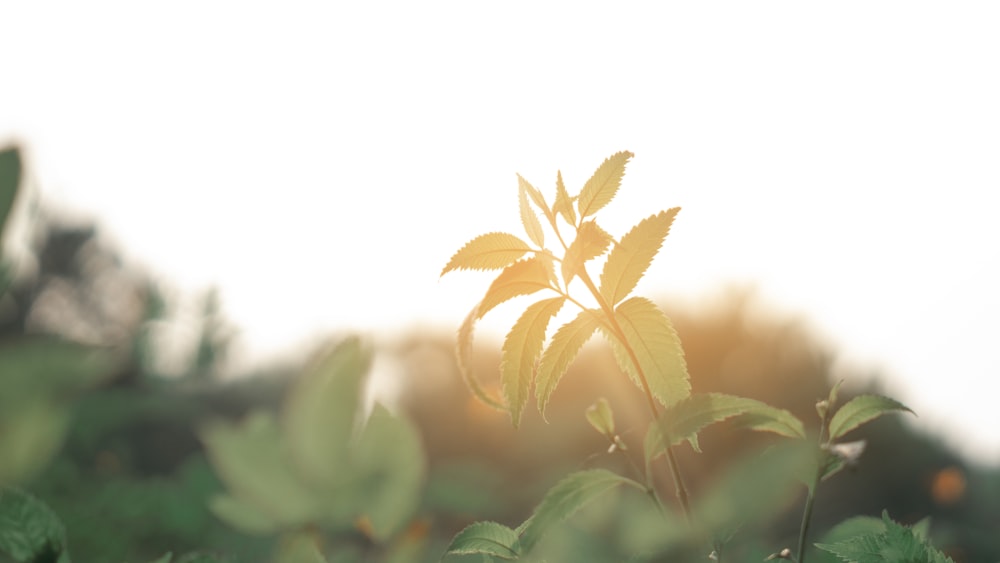 green and yellow leaf plant