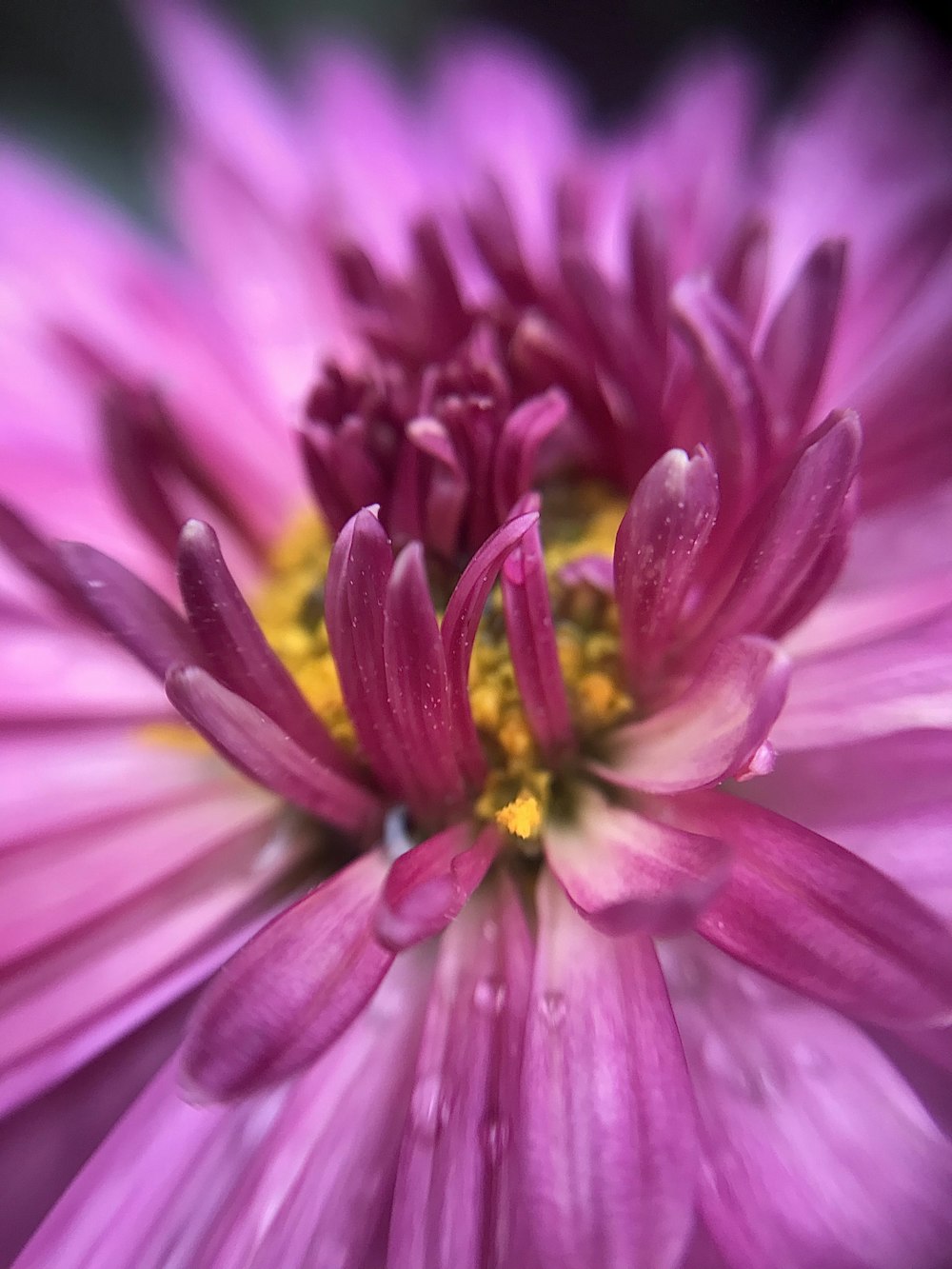 purple flower in macro shot