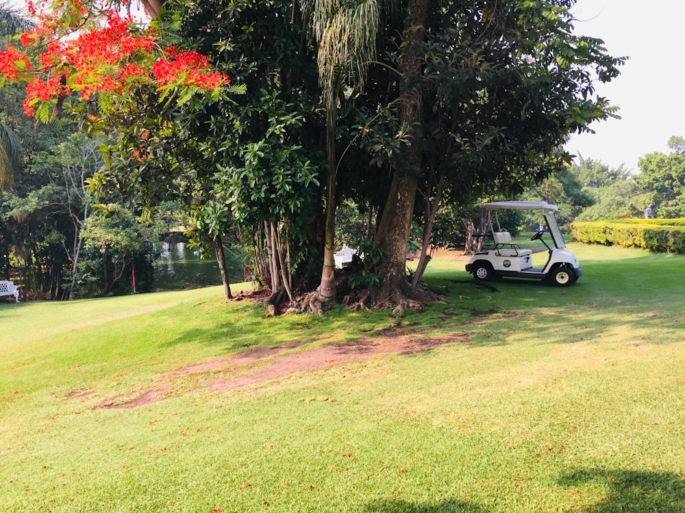 white and black golf cart on green grass field near green trees during daytime