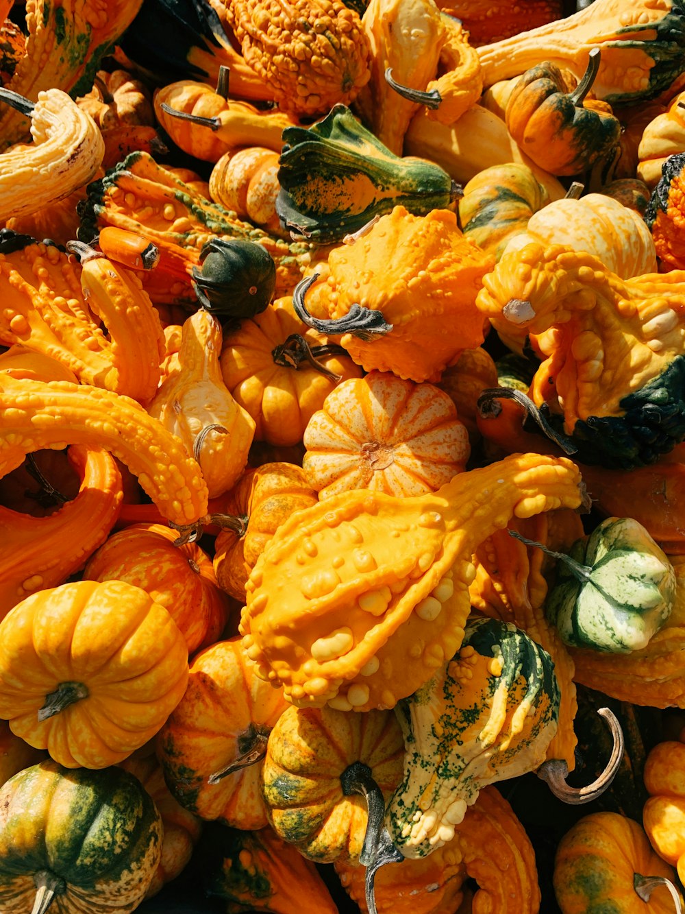 orange and green pumpkin lot