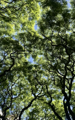 green trees under blue sky during daytime