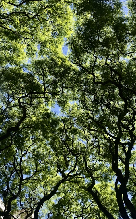 green trees under blue sky during daytime