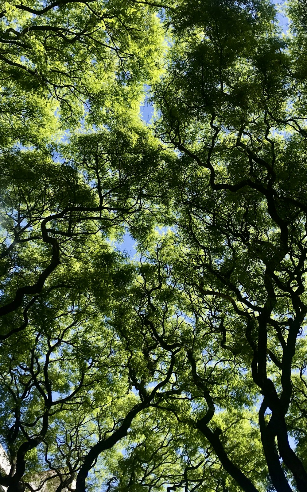 昼間の青空に緑の木々