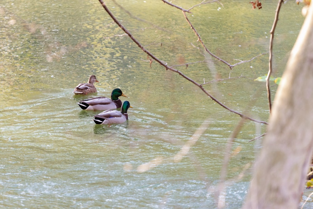2 mallard ducks on water during daytime