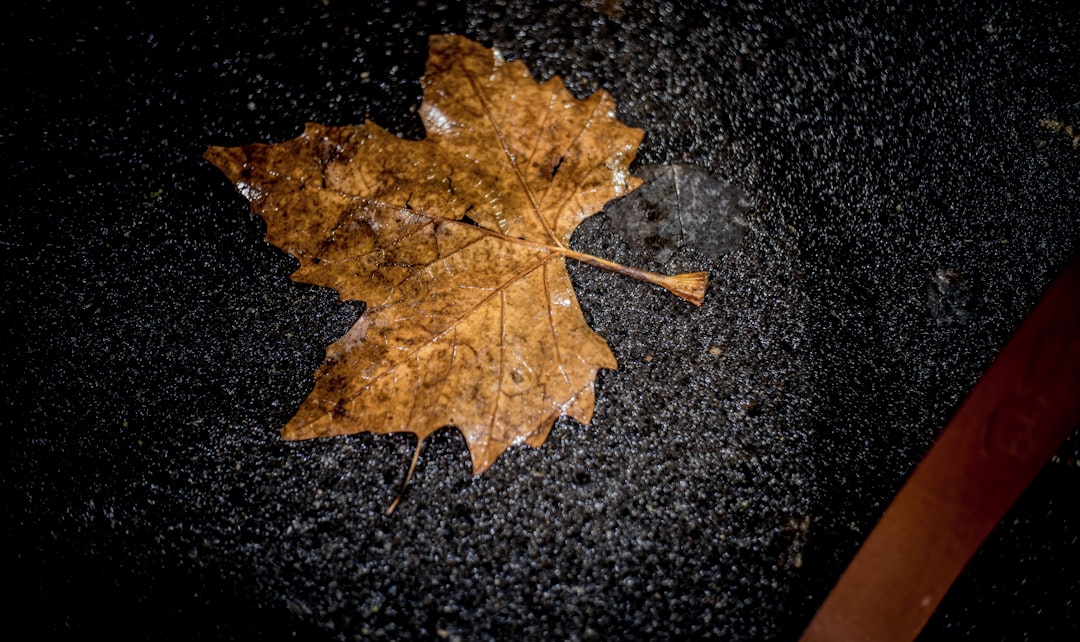 brown maple leaf on black textile