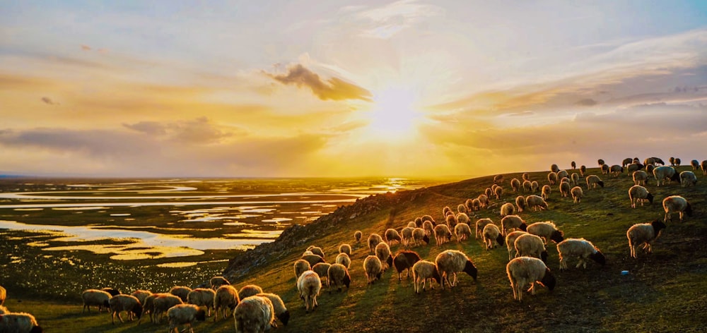 herd of sheep on green grass field during sunset