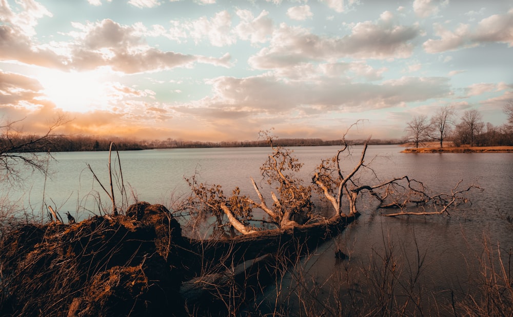 brown tree log on body of water during daytime