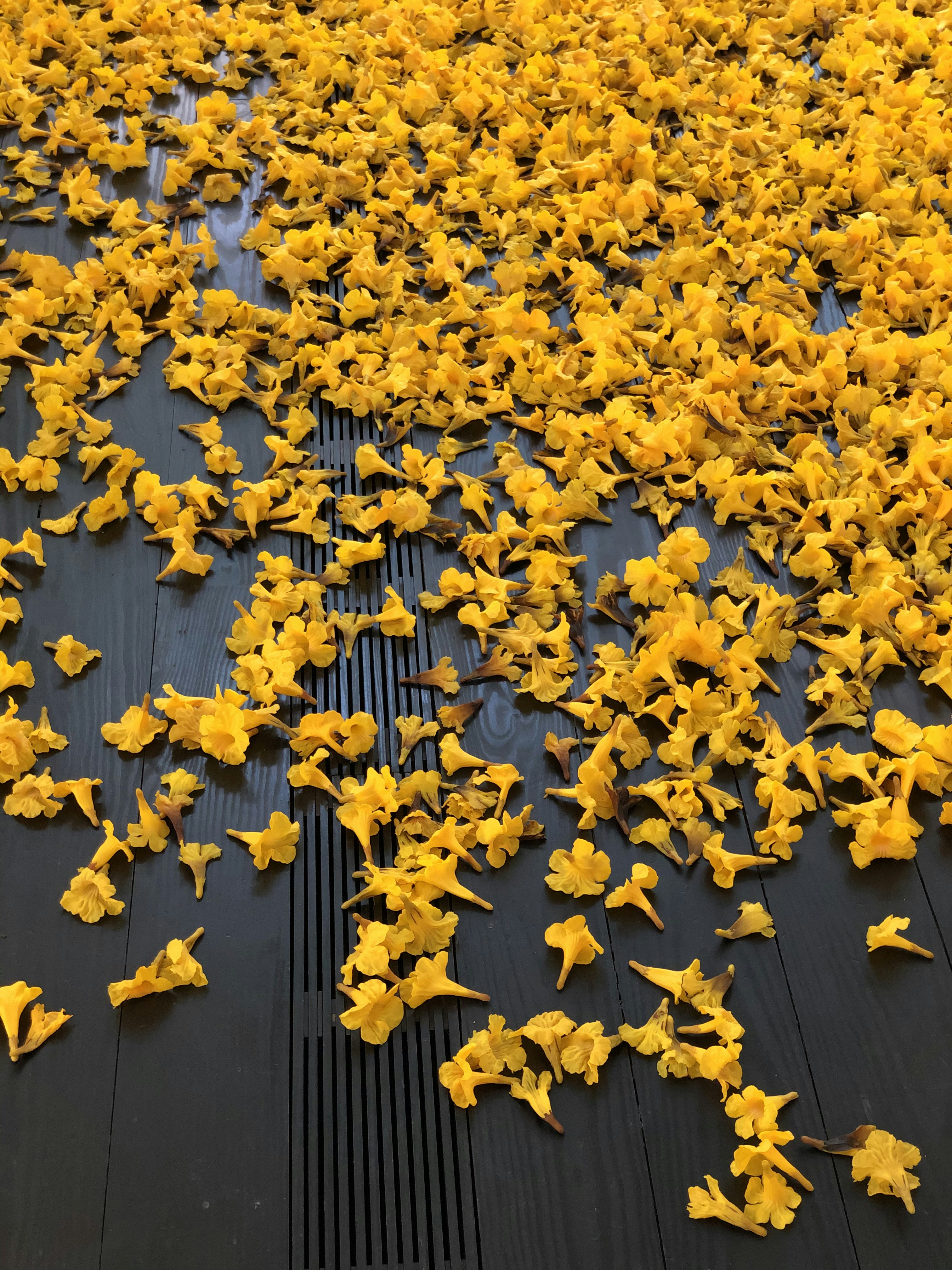 yellow flowers on brown wooden floor