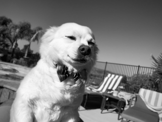 A fluffy white dog wearing a striped bow tie appears content and relaxed, basking in the sunlight by a poolside. In the background, palm trees and lounge chairs add to a leisurely atmosphere.