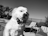 A fluffy white dog wearing a striped bow tie appears content and relaxed, basking in the sunlight by a poolside. In the background, palm trees and lounge chairs add to a leisurely atmosphere.