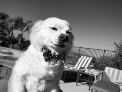 A fluffy white dog wearing a striped bow tie appears content and relaxed, basking in the sunlight by a poolside. In the background, palm trees and lounge chairs add to a leisurely atmosphere.