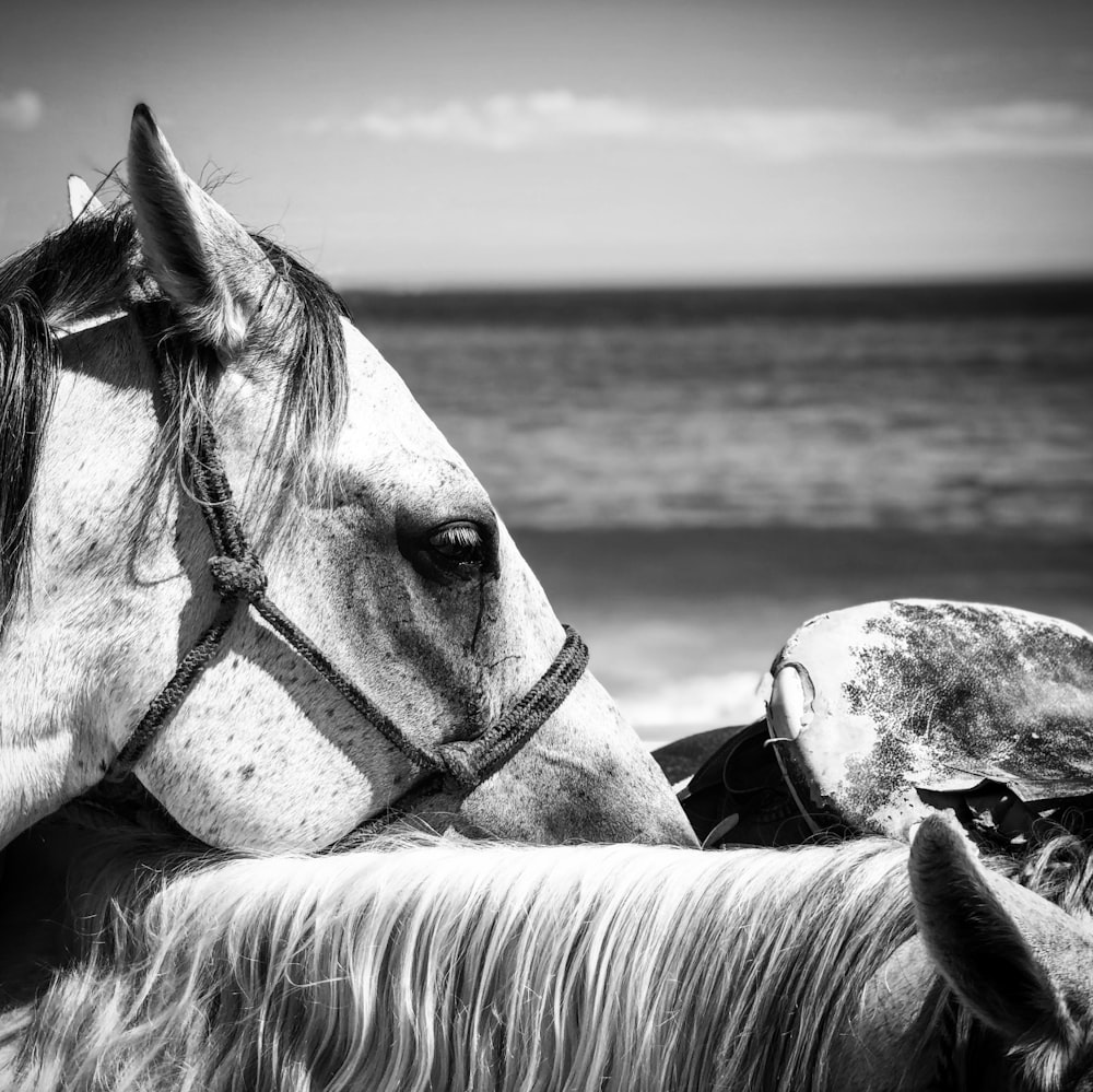 grayscale photo of horse eating on the beach