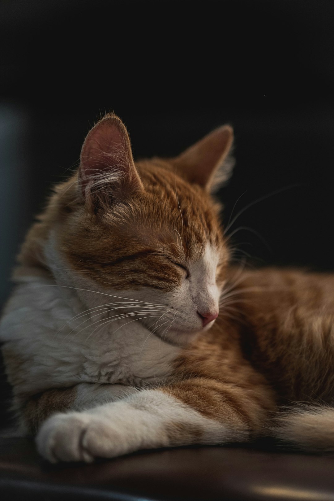 orange and white tabby cat lying on white textile