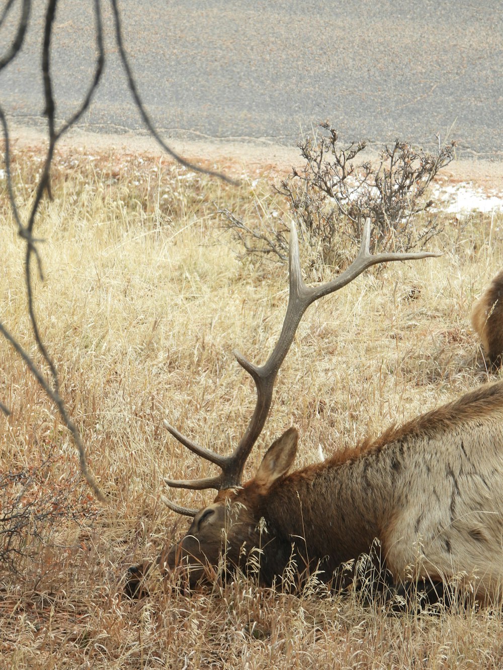 brown deer lying on brown grass during daytime