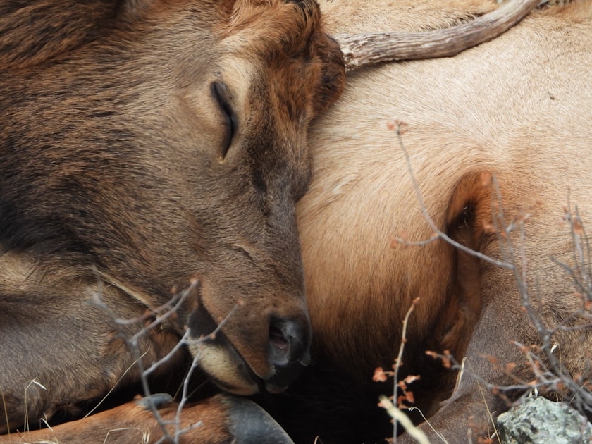 Alberta foothills landscape with rolling hills and forest