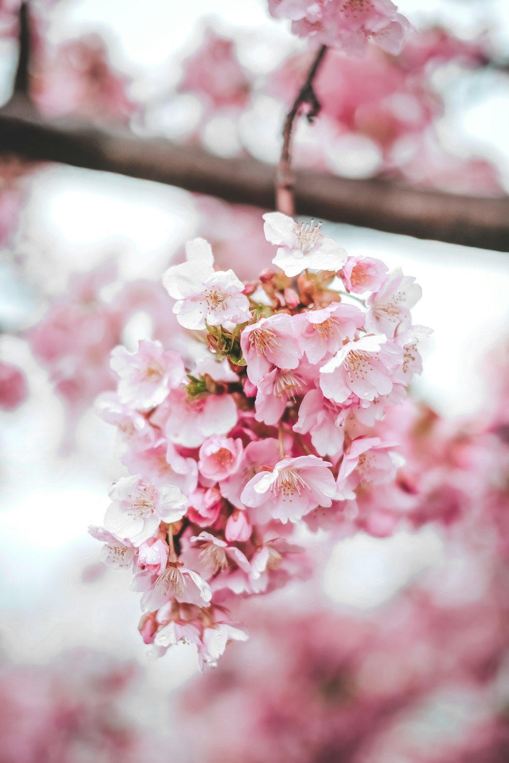 pink cherry blossom in close up photography