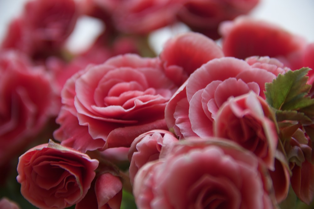 pink roses in close up photography