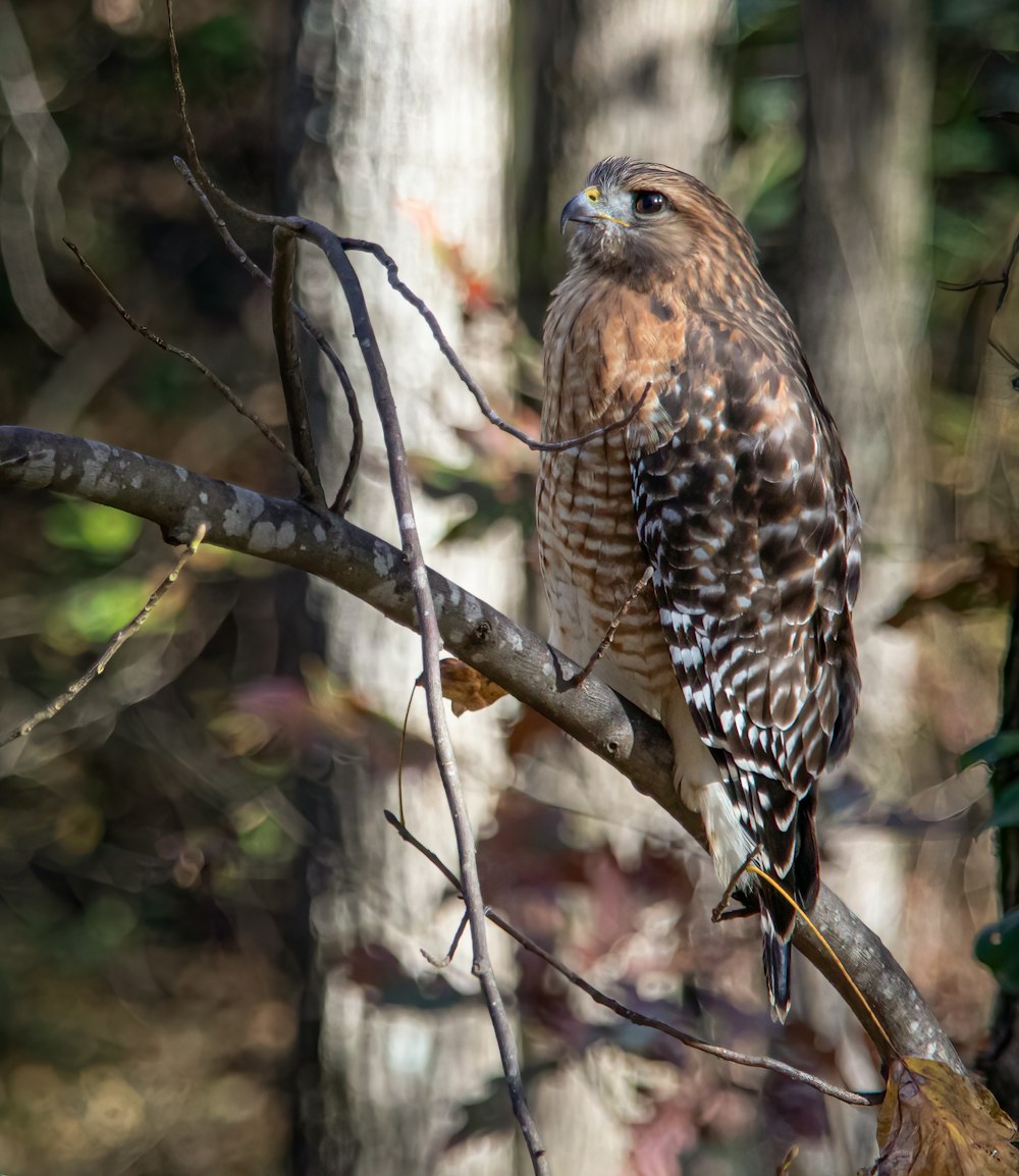 brown and white owl on tree branch during daytime