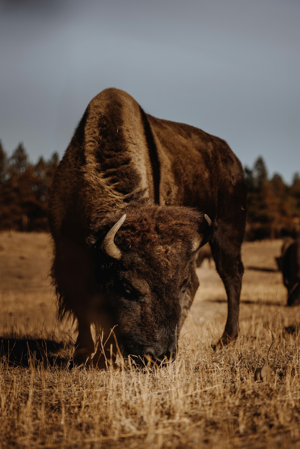 brown bison on brown grass field during daytime