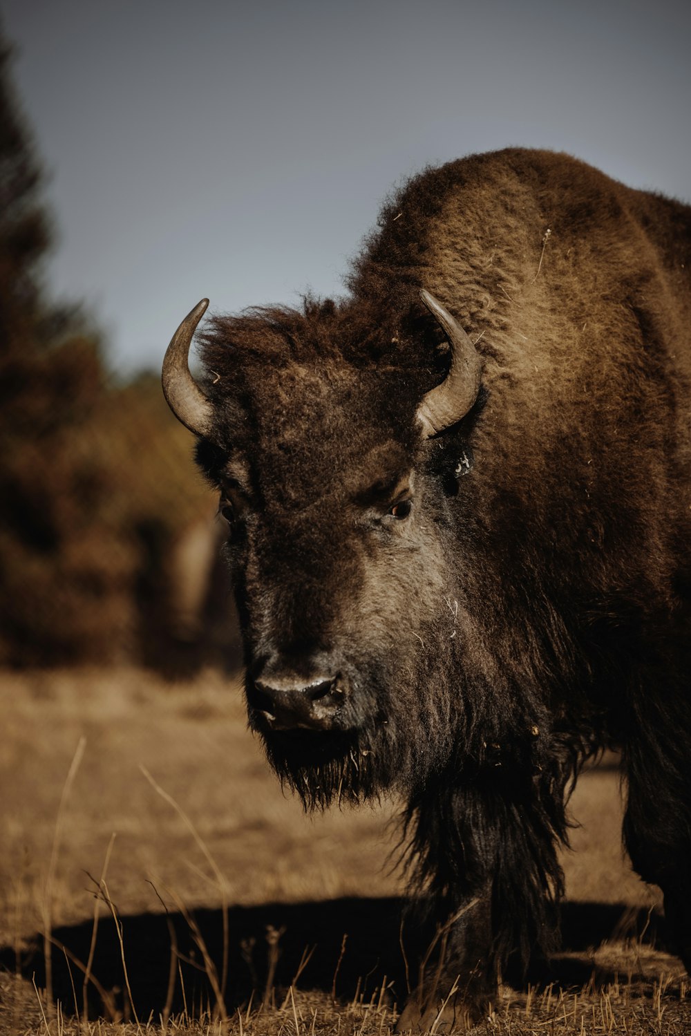 brown bison on brown grass field during daytime