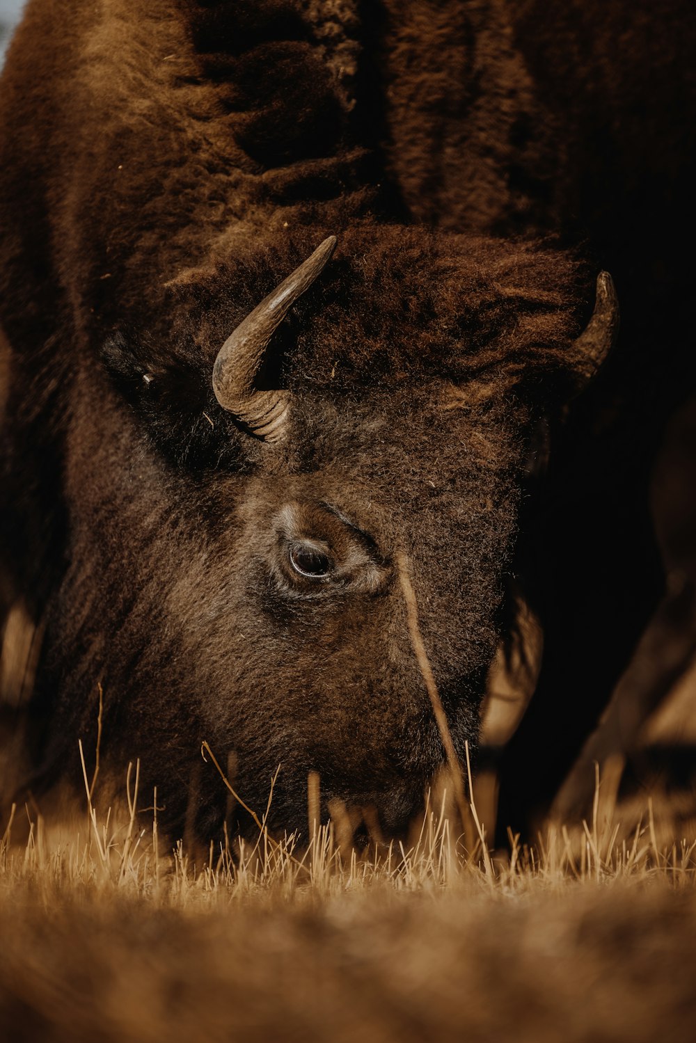 brown bison on green grass field during daytime