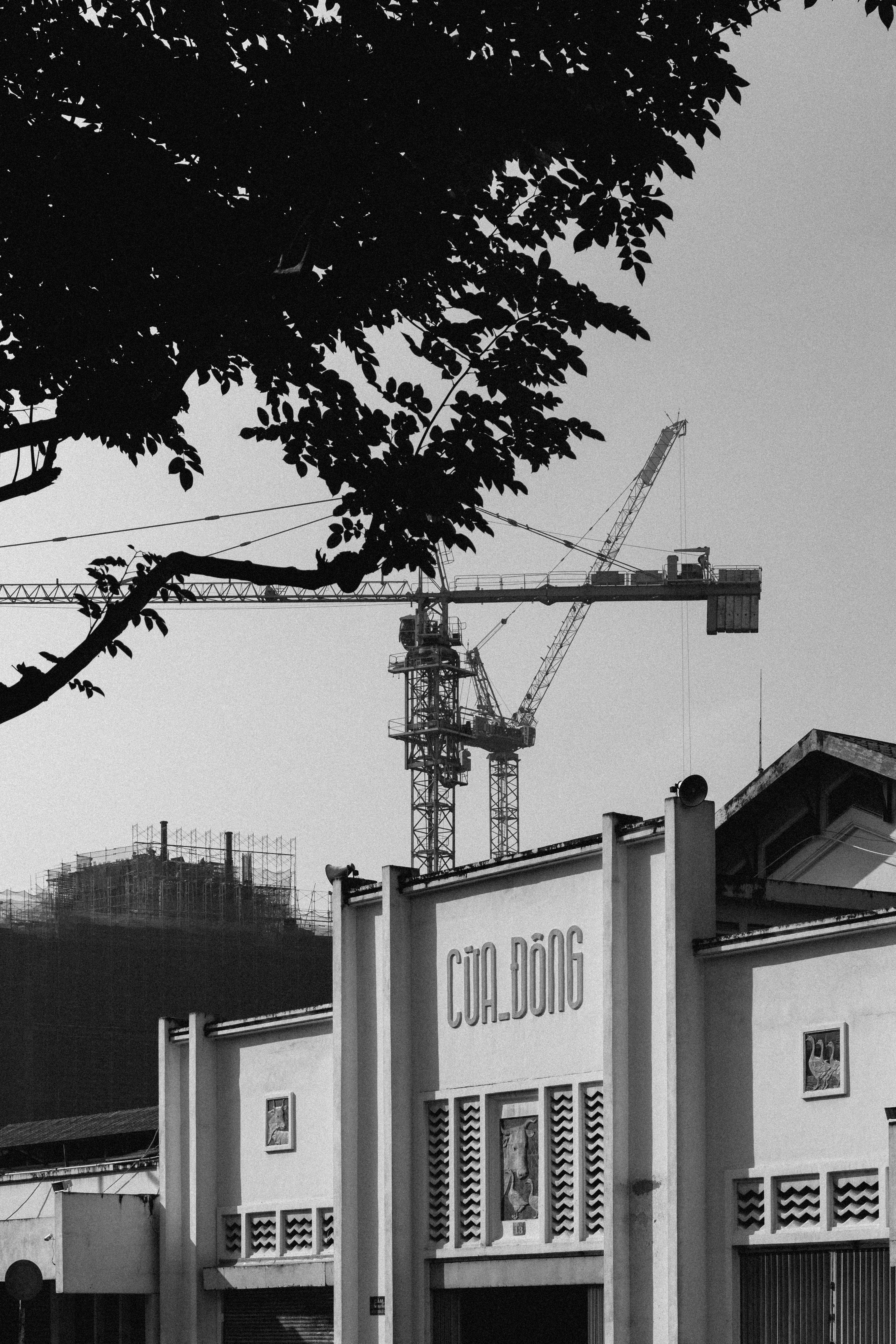 Graustufenfoto von Bäumen in der Nähe des Gebäudes