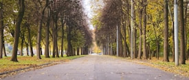 A tree-lined avenue with tall trees on both sides, displaying a mix of green and yellow autumn leaves. The path is covered with fallen leaves and stretches into the distance, creating a sense of depth. Lampposts are visible among the trees, and the scene is well-lit by natural light.