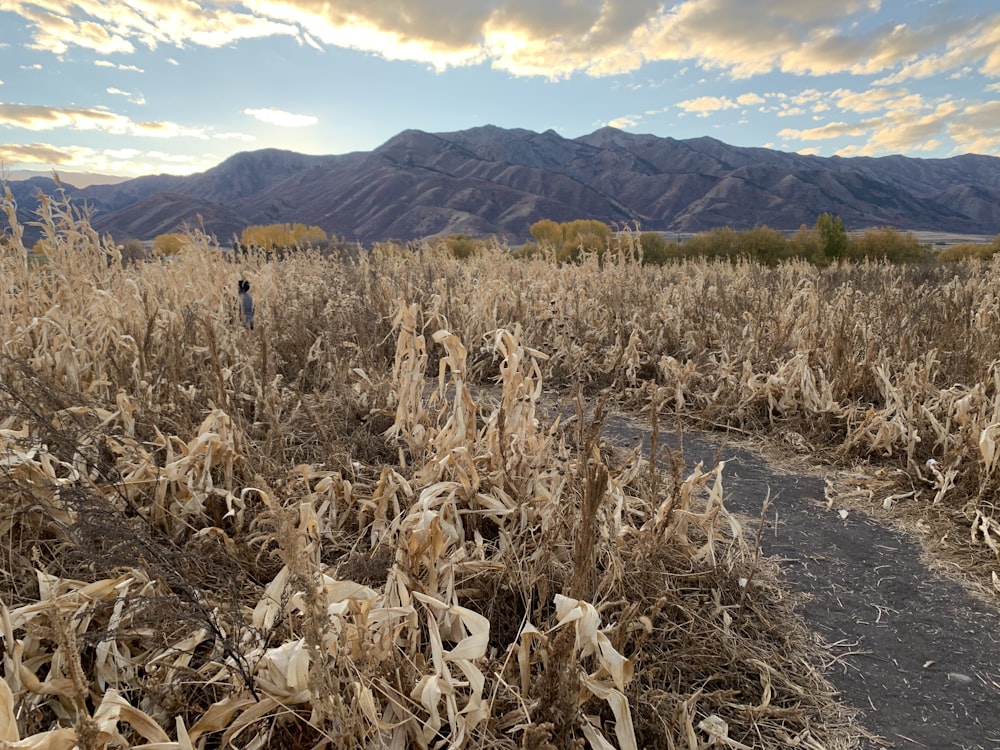 brown grass field near mountain during daytime