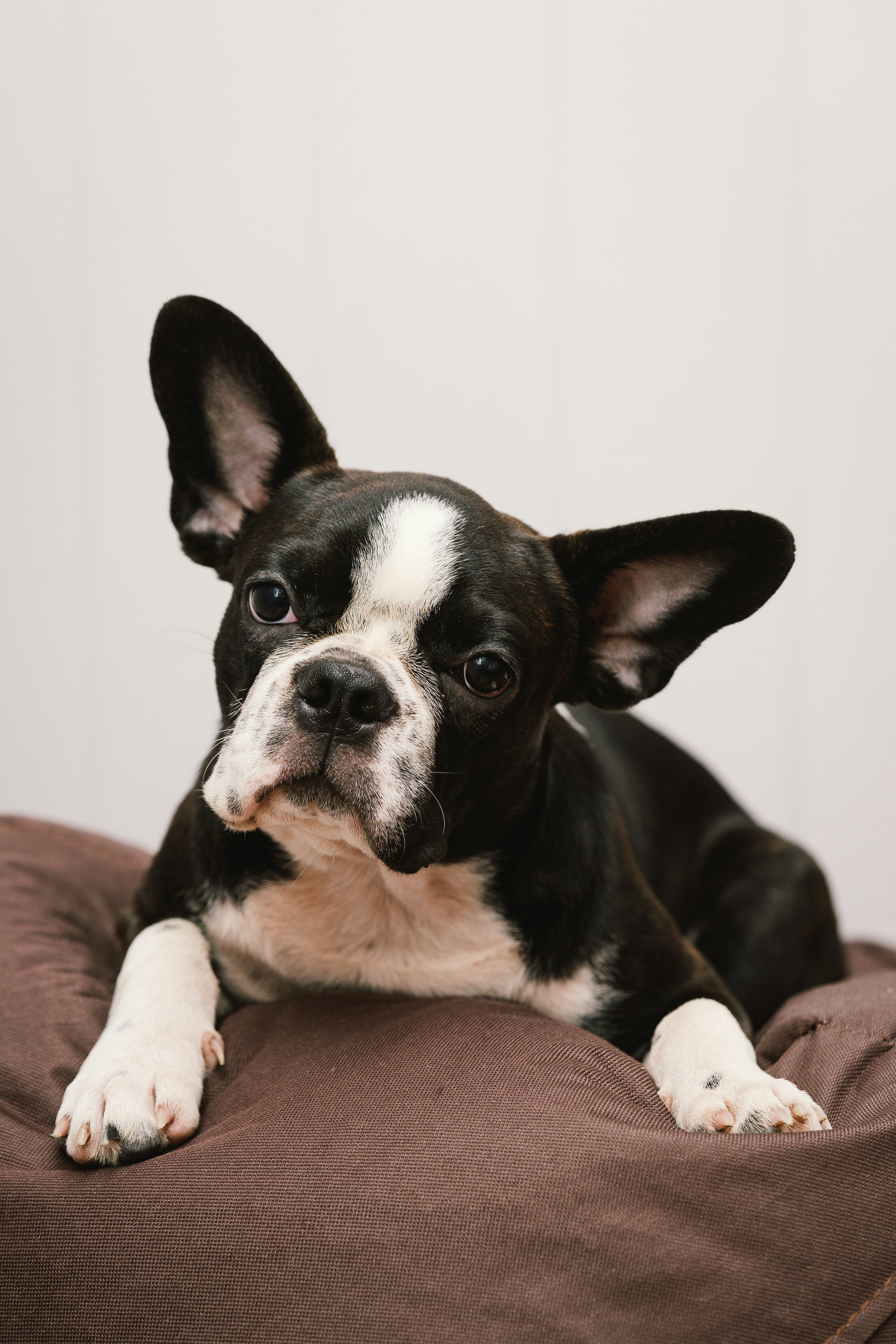 black and white short coated dog lying on brown textile