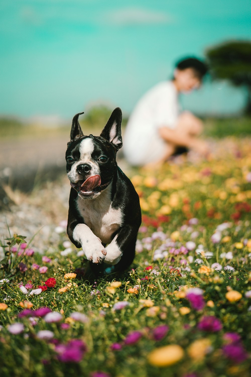 black and white boston terrier puppy on green grass field during daytime