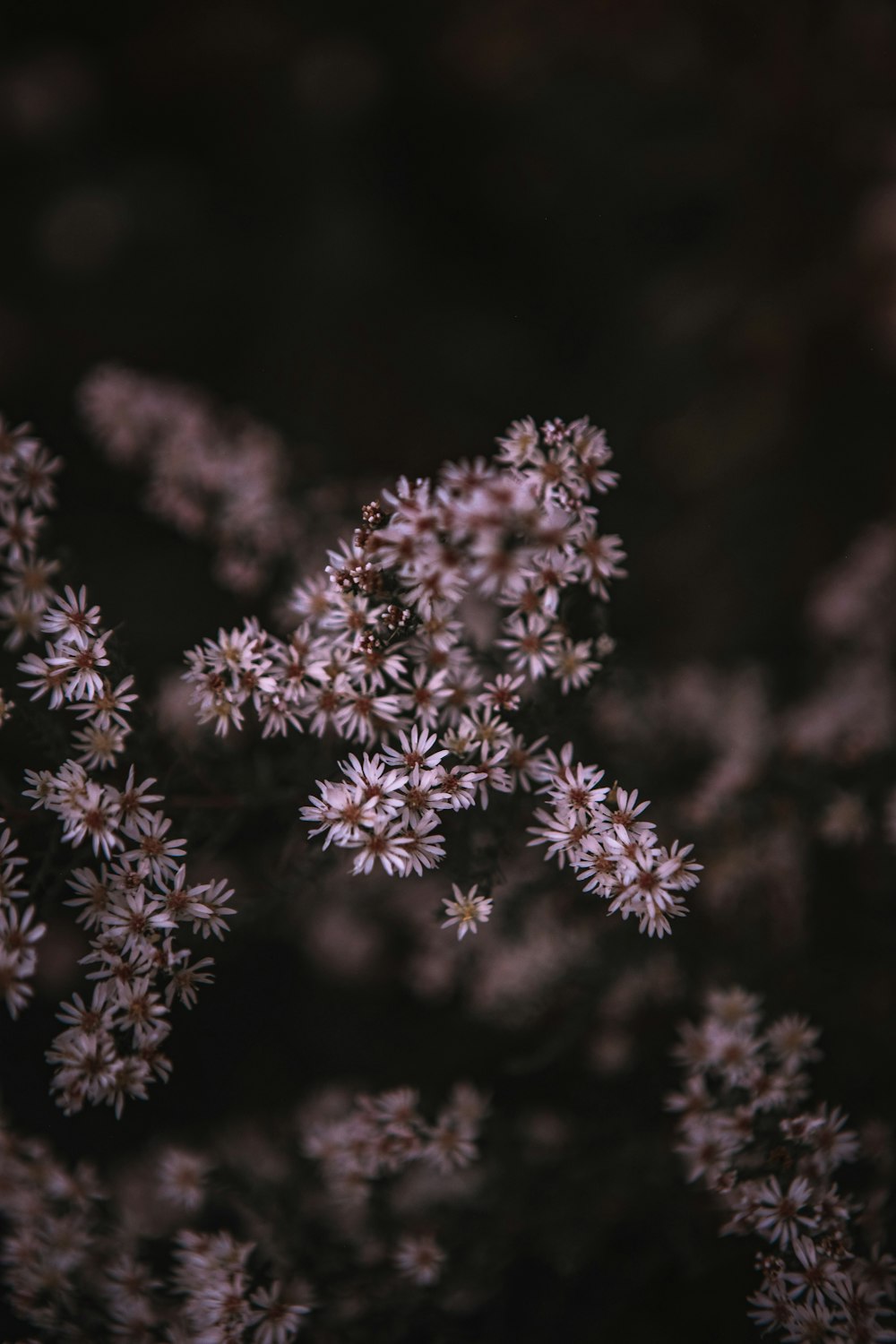 white and brown flower in close up photography