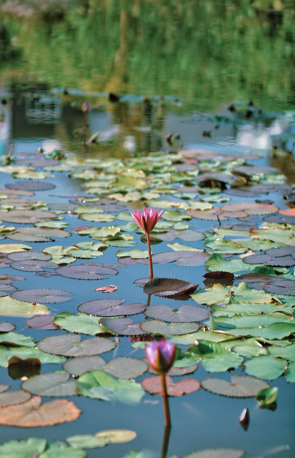 pink lotus flower on water