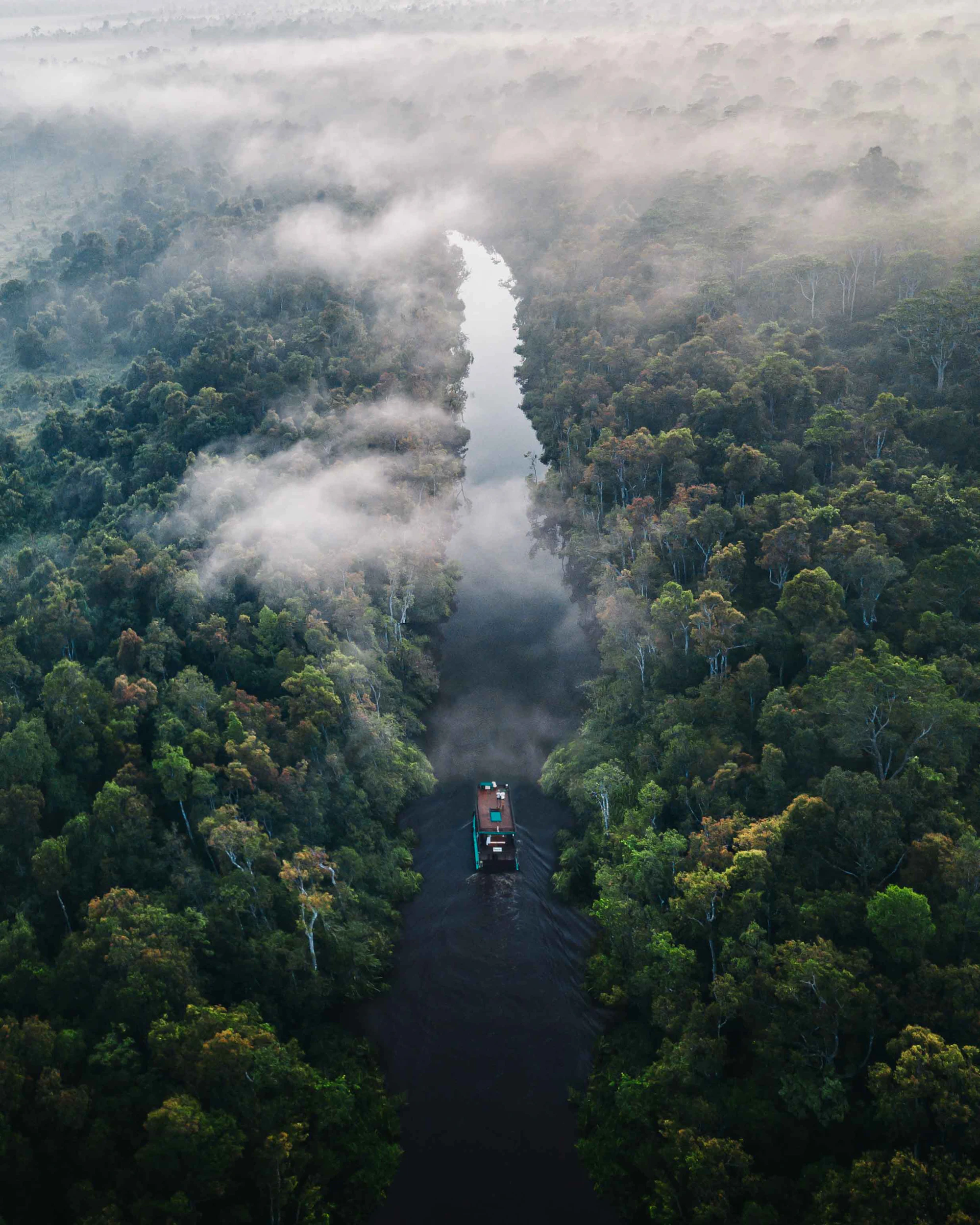 Rainforest treetops beneath cloud cover